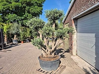 Olijfboom bollen - olea europaea - hoogte ca. 250 cm - afbeelding 3 van  6