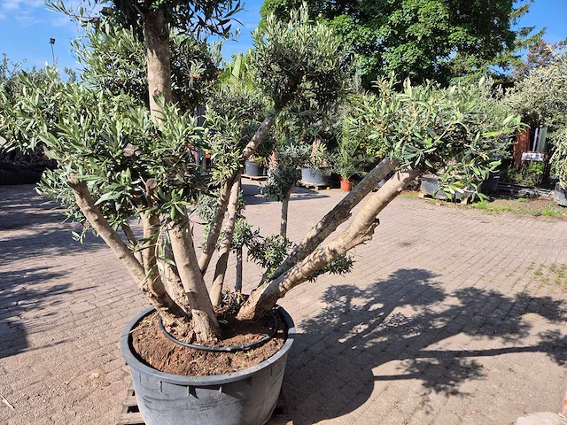 Olijfboom bollen - olea europaea - hoogte ca. 250 cm - afbeelding 4 van  6