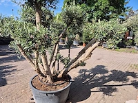 Olijfboom bollen - olea europaea - hoogte ca. 250 cm - afbeelding 4 van  6