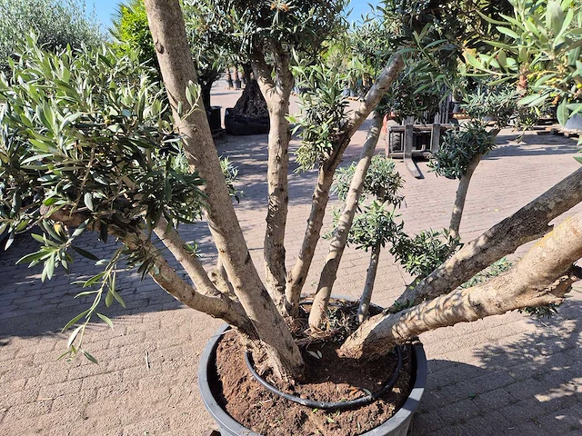 Olijfboom bollen - olea europaea - hoogte ca. 250 cm - afbeelding 5 van  6