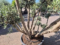 Olijfboom bollen - olea europaea - hoogte ca. 250 cm - afbeelding 5 van  6