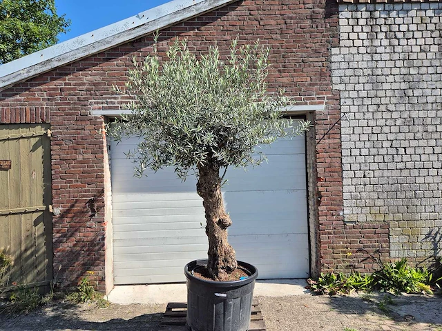 Olijfboom bonsai - olea euopaea - hoogte ca. 300 cm - afbeelding 1 van  5