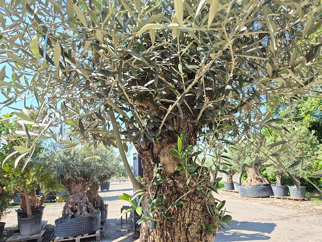 Olijfboom bonsai - olea euopaea - hoogte ca. 300 cm - afbeelding 2 van  5