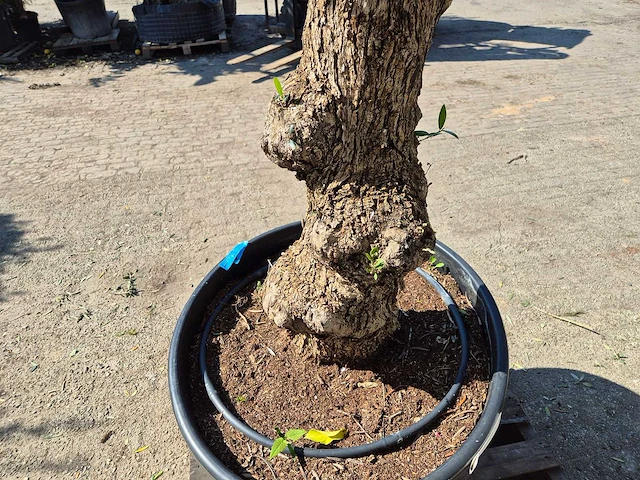 Olijfboom bonsai - olea euopaea - hoogte ca. 300 cm - afbeelding 3 van  5
