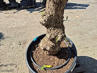 Olijfboom bonsai - olea euopaea - hoogte ca. 300 cm - afbeelding 3 van  5