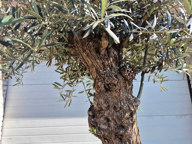 Olijfboom bonsai - olea euopaea - hoogte ca. 300 cm - afbeelding 4 van  5