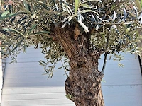 Olijfboom bonsai - olea euopaea - hoogte ca. 300 cm - afbeelding 4 van  5