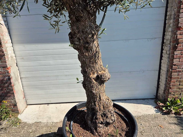 Olijfboom bonsai - olea euopaea - hoogte ca. 300 cm - afbeelding 5 van  5