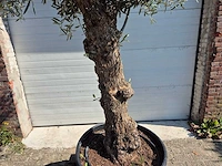 Olijfboom bonsai - olea euopaea - hoogte ca. 300 cm - afbeelding 5 van  5