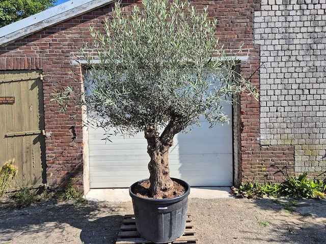 Olijfboom bonsai - olea euopaea - hoogte ca. 300 cm - afbeelding 1 van  5