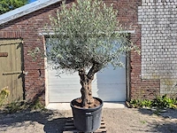 Olijfboom bonsai - olea euopaea - hoogte ca. 300 cm - afbeelding 1 van  5