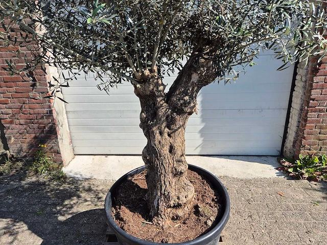 Olijfboom bonsai - olea euopaea - hoogte ca. 300 cm - afbeelding 2 van  5