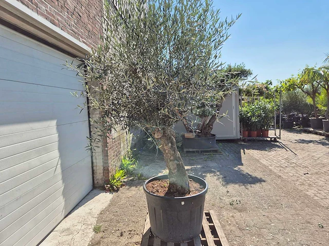 Olijfboom bonsai - olea euopaea - hoogte ca. 300 cm - afbeelding 3 van  5