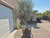 Olijfboom bonsai - olea euopaea - hoogte ca. 300 cm - afbeelding 3 van  5