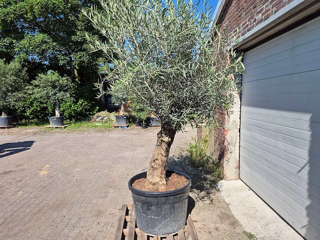 Olijfboom bonsai - olea euopaea - hoogte ca. 300 cm - afbeelding 4 van  5