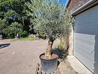 Olijfboom bonsai - olea euopaea - hoogte ca. 300 cm - afbeelding 4 van  5