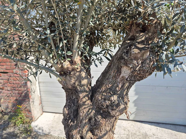 Olijfboom bonsai - olea euopaea - hoogte ca. 300 cm - afbeelding 5 van  5