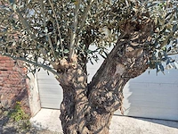 Olijfboom bonsai - olea euopaea - hoogte ca. 300 cm - afbeelding 5 van  5