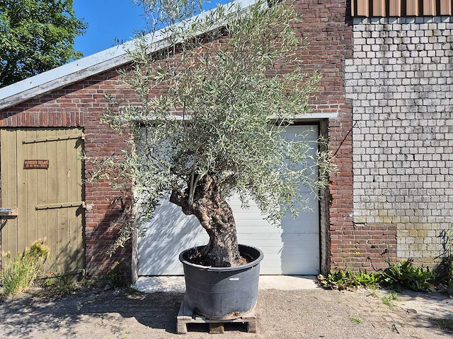 Olijfboom bonsai - olea euopaea - hoogte ca. 300 cm - afbeelding 1 van  5