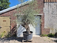 Olijfboom bonsai - olea euopaea - hoogte ca. 300 cm - afbeelding 1 van  5