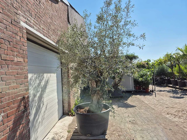 Olijfboom bonsai - olea euopaea - hoogte ca. 300 cm - afbeelding 2 van  5