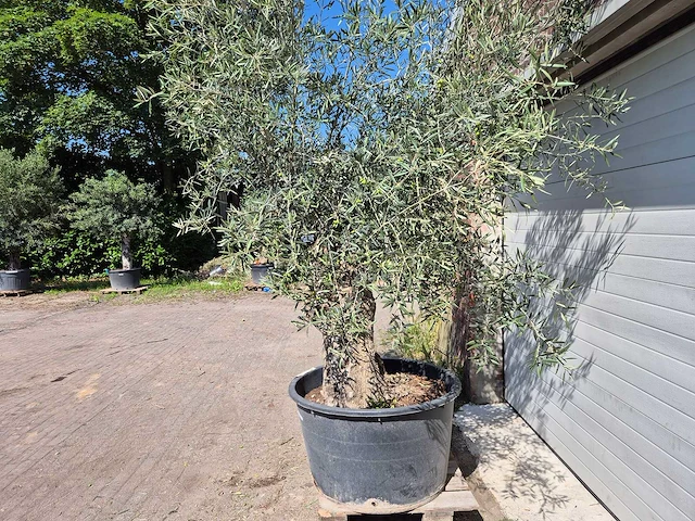 Olijfboom bonsai - olea euopaea - hoogte ca. 300 cm - afbeelding 3 van  5