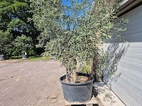 Olijfboom bonsai - olea euopaea - hoogte ca. 300 cm - afbeelding 3 van  5