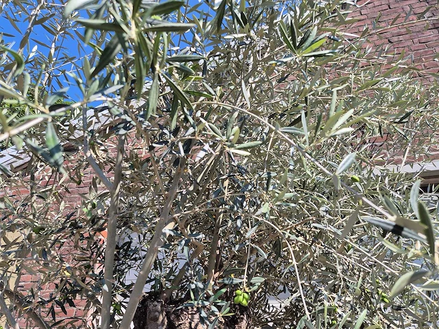 Olijfboom bonsai - olea euopaea - hoogte ca. 300 cm - afbeelding 4 van  5