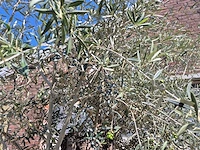 Olijfboom bonsai - olea euopaea - hoogte ca. 300 cm - afbeelding 4 van  5