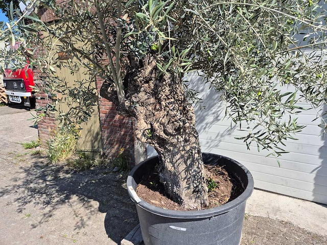 Olijfboom bonsai - olea euopaea - hoogte ca. 300 cm - afbeelding 5 van  5