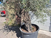 Olijfboom bonsai - olea euopaea - hoogte ca. 300 cm - afbeelding 5 van  5