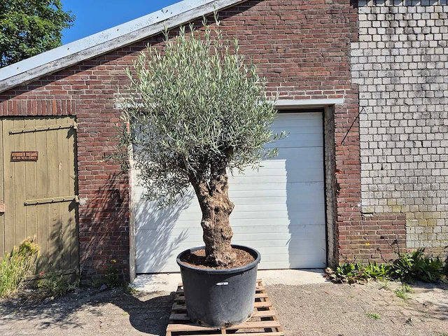 Olijfboom bonsai - olea euopaea - hoogte ca. 300 cm - afbeelding 1 van  3