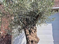 Olijfboom bonsai - olea euopaea - hoogte ca. 300 cm - afbeelding 2 van  3