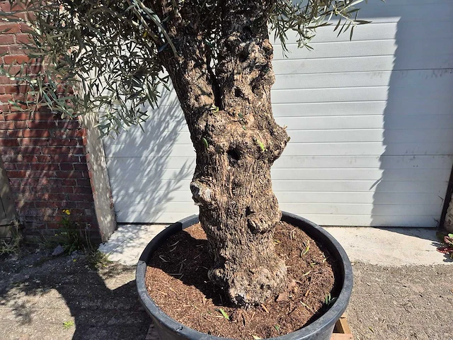 Olijfboom bonsai - olea euopaea - hoogte ca. 300 cm - afbeelding 3 van  3