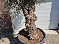 Olijfboom bonsai - olea euopaea - hoogte ca. 300 cm - afbeelding 3 van  3