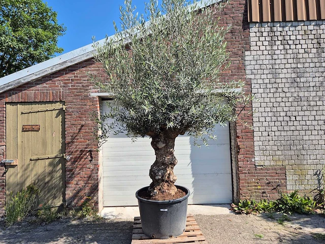 Olijfboom bonsai - olea euopaea - hoogte ca. 350 cm - afbeelding 1 van  8