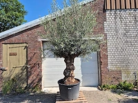 Olijfboom bonsai - olea euopaea - hoogte ca. 350 cm - afbeelding 1 van  8