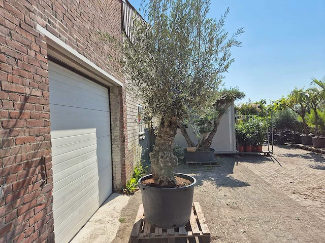 Olijfboom bonsai - olea euopaea - hoogte ca. 350 cm - afbeelding 2 van  8