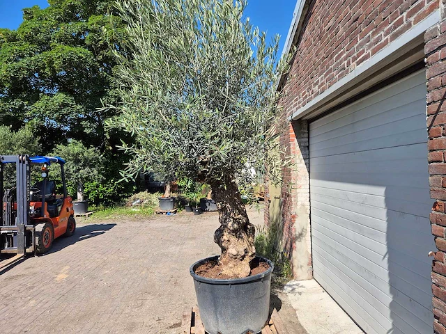 Olijfboom bonsai - olea euopaea - hoogte ca. 350 cm - afbeelding 3 van  8