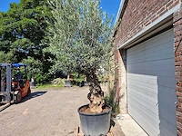 Olijfboom bonsai - olea euopaea - hoogte ca. 350 cm - afbeelding 3 van  8
