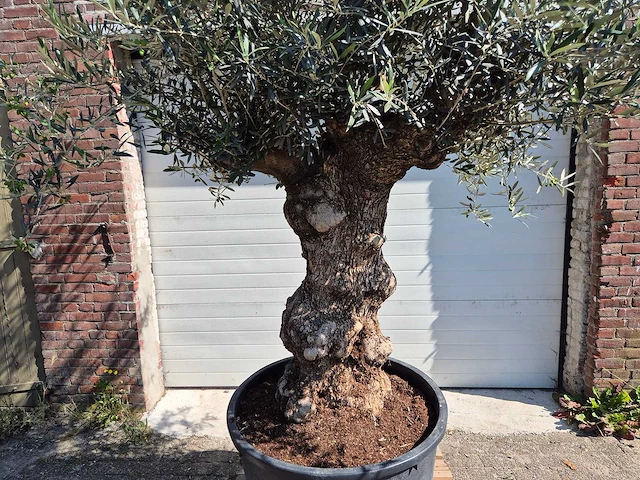 Olijfboom bonsai - olea euopaea - hoogte ca. 350 cm - afbeelding 4 van  8