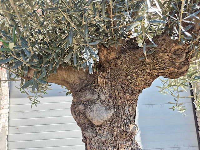 Olijfboom bonsai - olea euopaea - hoogte ca. 350 cm - afbeelding 5 van  8