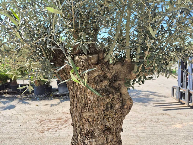 Olijfboom bonsai - olea euopaea - hoogte ca. 350 cm - afbeelding 6 van  8