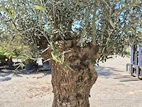 Olijfboom bonsai - olea euopaea - hoogte ca. 350 cm - afbeelding 6 van  8