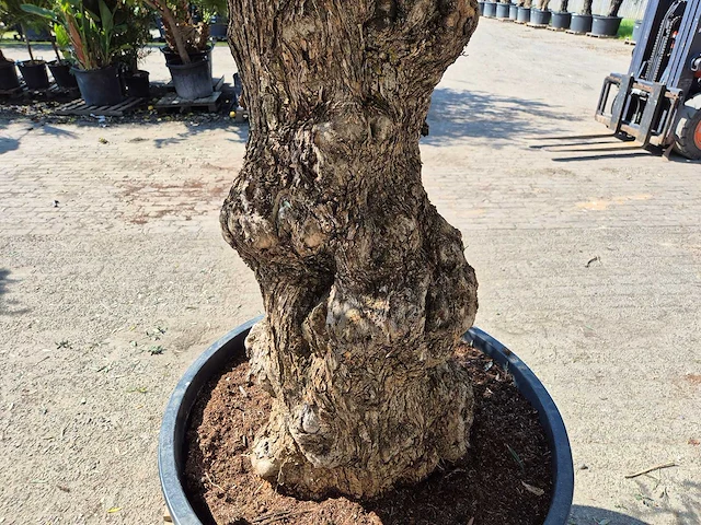 Olijfboom bonsai - olea euopaea - hoogte ca. 350 cm - afbeelding 7 van  8