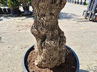 Olijfboom bonsai - olea euopaea - hoogte ca. 350 cm - afbeelding 7 van  8