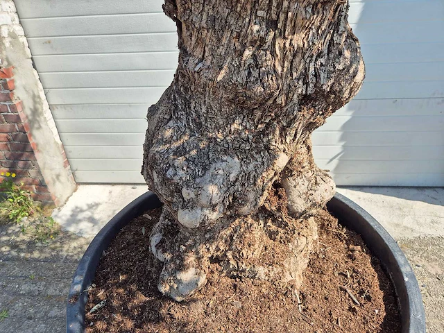 Olijfboom bonsai - olea euopaea - hoogte ca. 350 cm - afbeelding 8 van  8