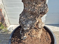 Olijfboom bonsai - olea euopaea - hoogte ca. 350 cm - afbeelding 8 van  8