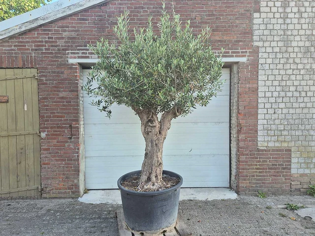 Olijfboom bonsai - olea europaea - 100 jaar oud - hoogte ca. 250 cm - afbeelding 1 van  6