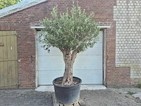 Olijfboom bonsai - olea europaea - 100 jaar oud - hoogte ca. 250 cm - afbeelding 1 van  6